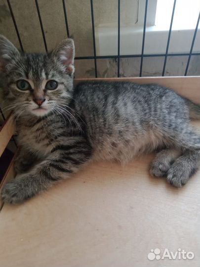 Полосатенький котенок, 3 мес