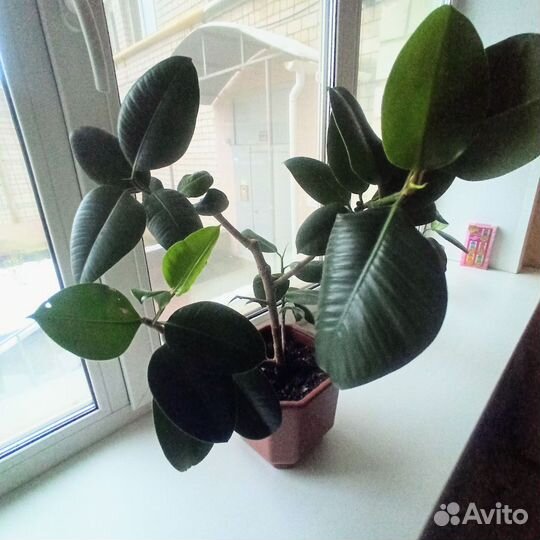 Фикус