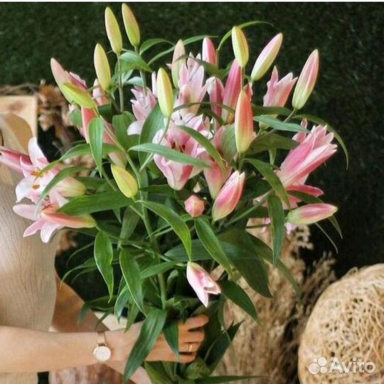 Лилия розовая 3 шт
