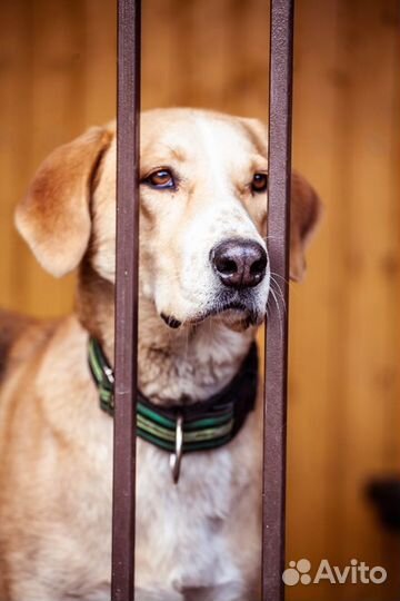 Особенный пёс Гарри ищет дом