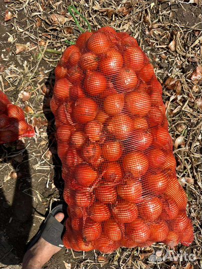 Лук репчатый