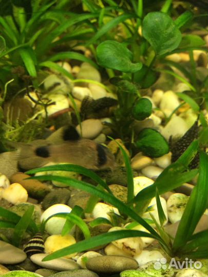 Улитка Хелена