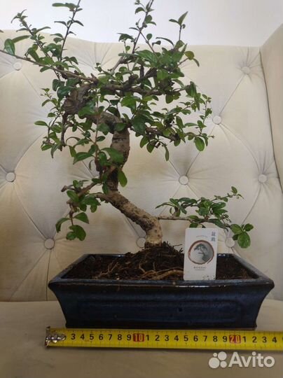 Бонсай цветущий Кармона