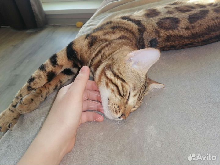 Бенгальский кот-вязка
