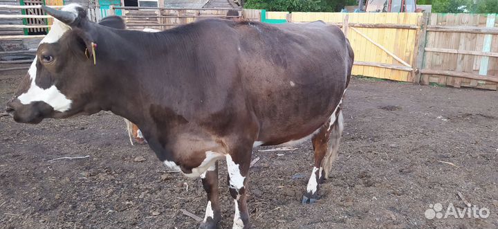 Телки стельные