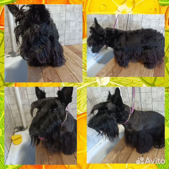 Услуги грумера