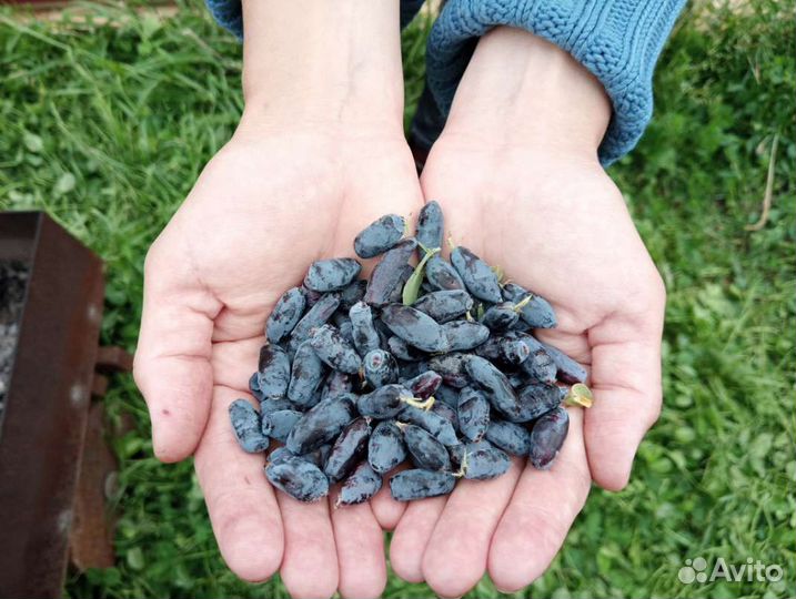 Жимолость съедобная