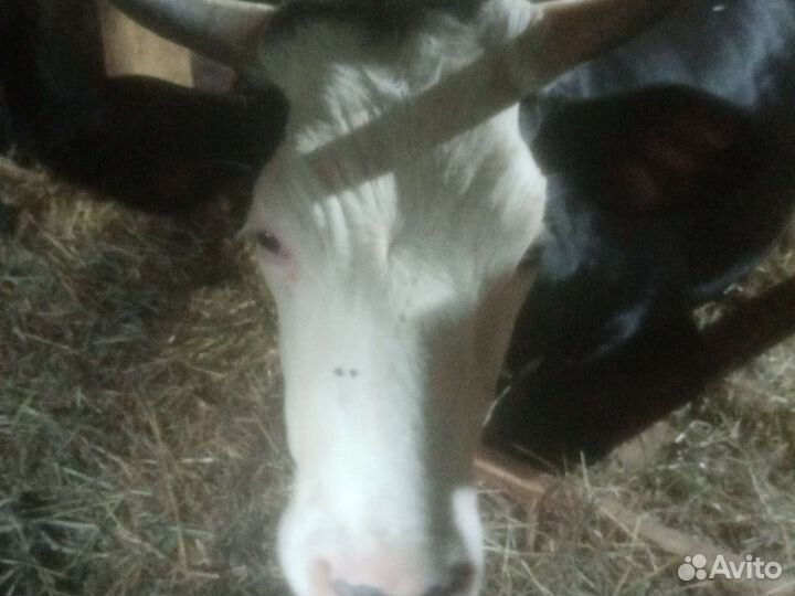 Коровы и телки стельные