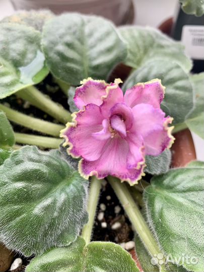 Фиалка взрослая сортовпя