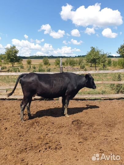 Коровы на мясо