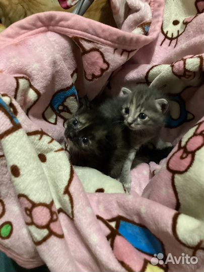 Котята в добрые руки даром девочки