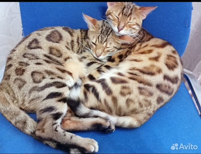 Бенгальская