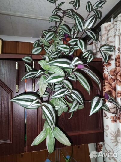 Комнатные лианы