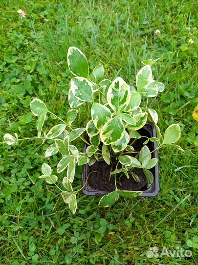 Барвинок вариегатный