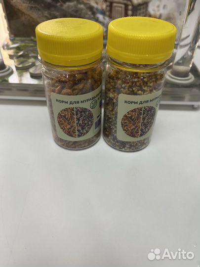 Муравьиная ферма с муравьями