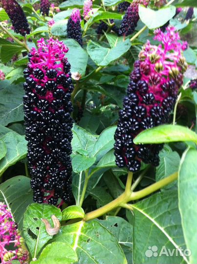 Экзотика цветы лаконос американский Лекарственное