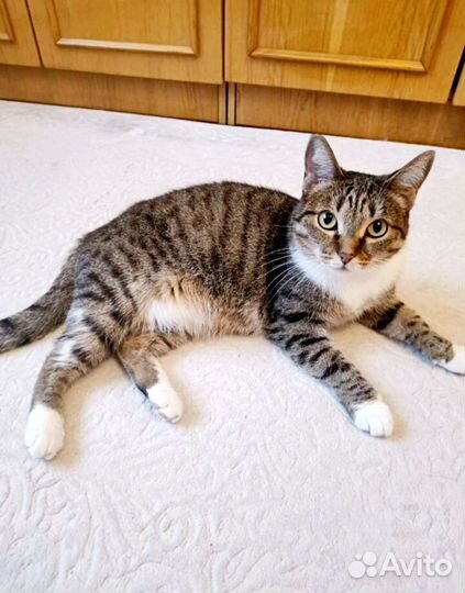 Кошки бесплатно