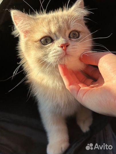 Котенок британский ay11 мальчик чистокровный
