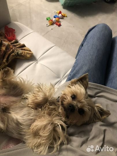 Выгул собак и зооняня