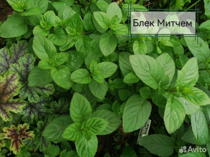 Сортовая мята Блек Митчем, мята Мандариновая