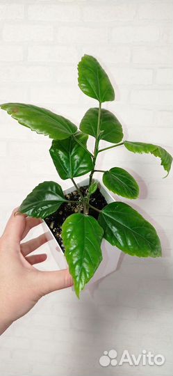 Гибискус красный махровый 2 шт в горшке 0.75 л