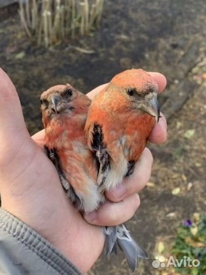 Лесная птица