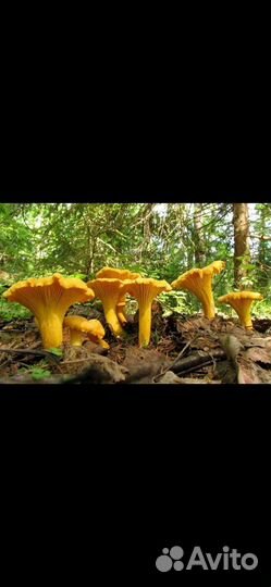 Лисички опт