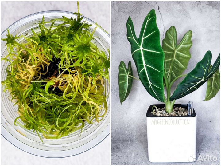 Комнатные растения