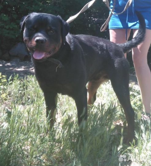 Передержка собак