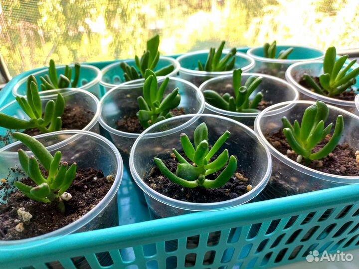 Крассула хоббит (денежное дерево).обмен