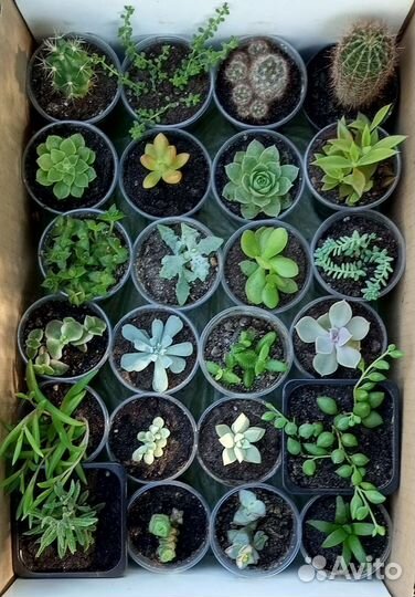 Суккуленты