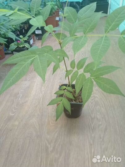 Растения для сада