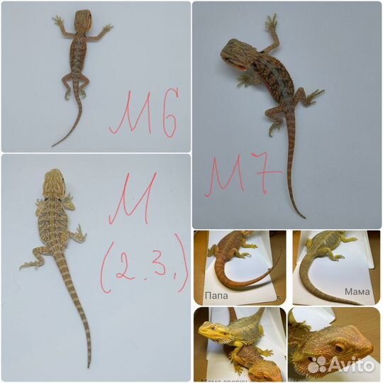 Бородатые агамы (цитрус, оранж)