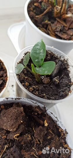 Замиокулькас