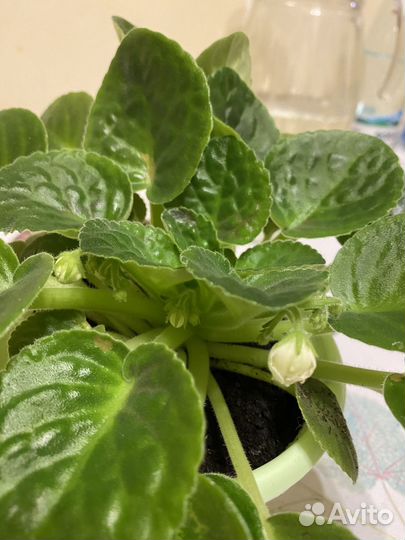 Фиалка сортовая зацветающая