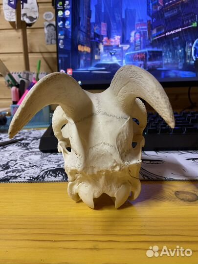 Череп молодой козы