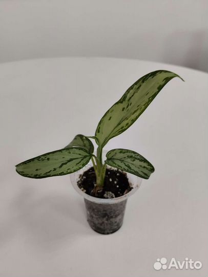 Аглаонема сильвер квин