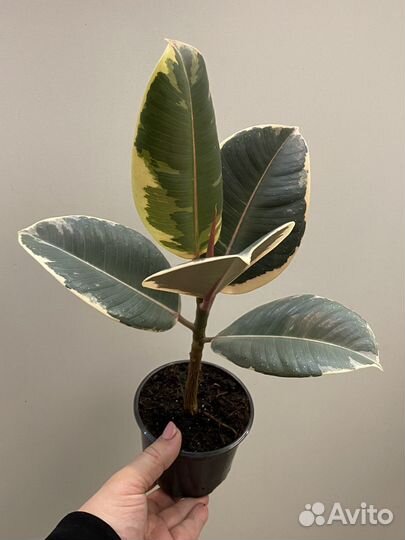 Фикус эластика Тинеке