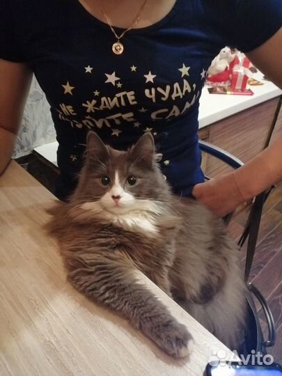 Кошка мышеловка