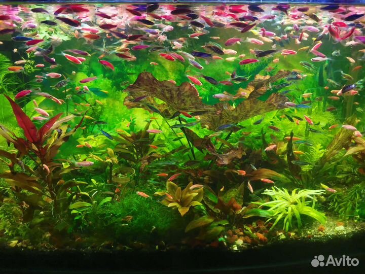 Аквариумные рыбки,улитки,креветки,растения,корм
