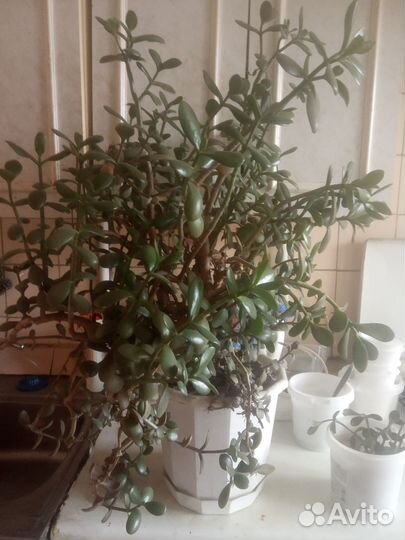 Денежное дерево толстянка