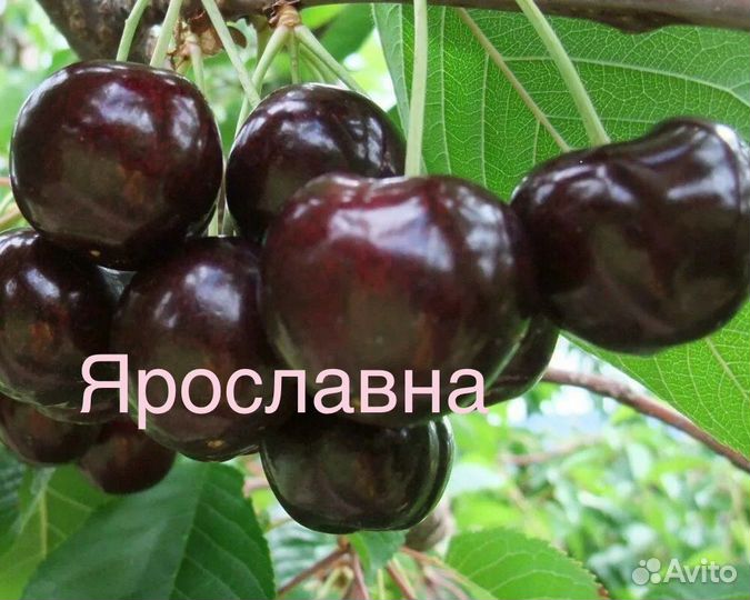 Черешня