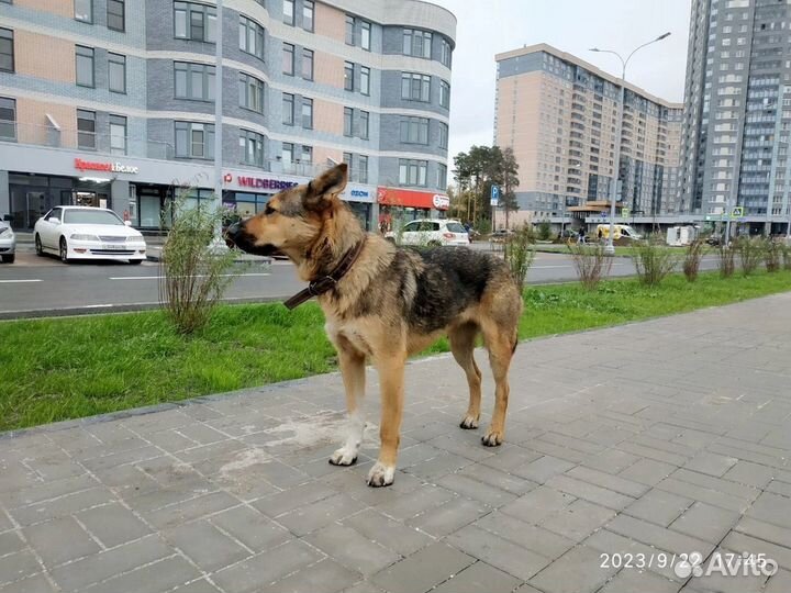 Найдена собака