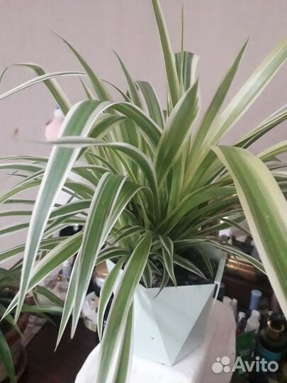 Хлорофитум