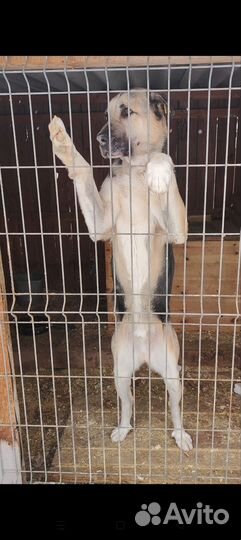 Собака для охраны