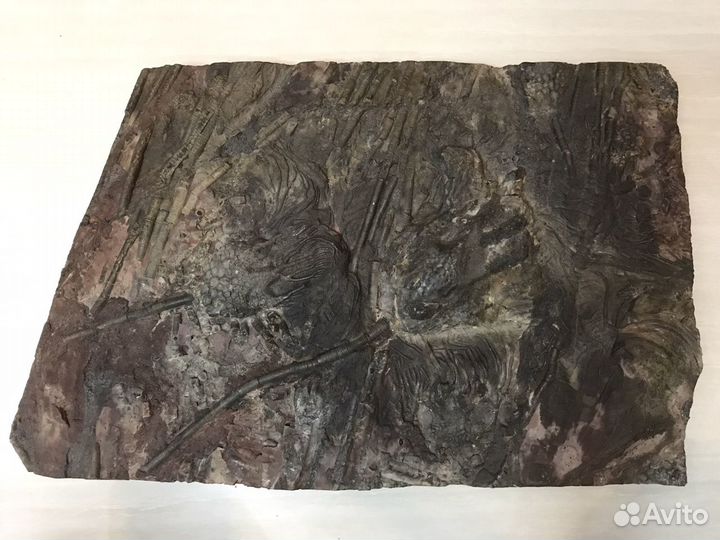 Окаменелые морские лилии Криноидеи