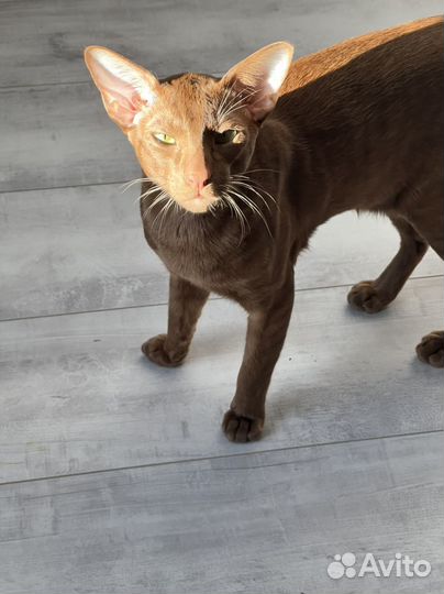 Ориентал вязка