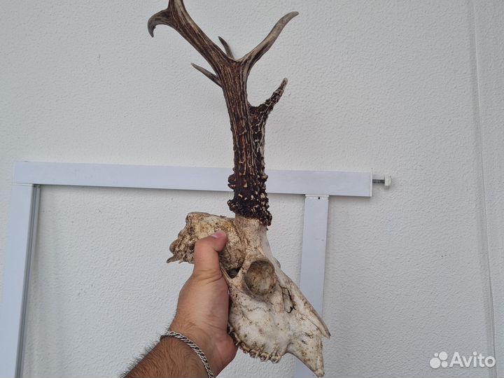 Череп косули