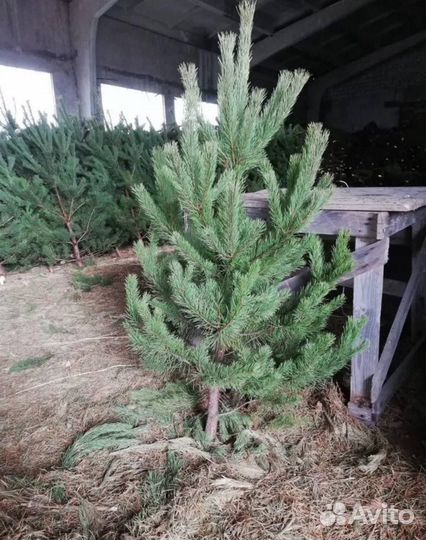 Ель новогодняя живая