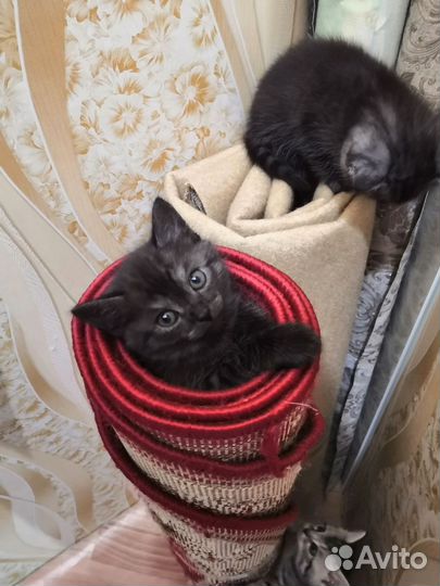 Шотландская